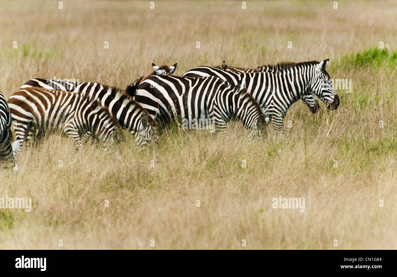 Common Zebra (Equus quagga) on the savanah, Masai Mara National Reserve, Kenya Stock Photo