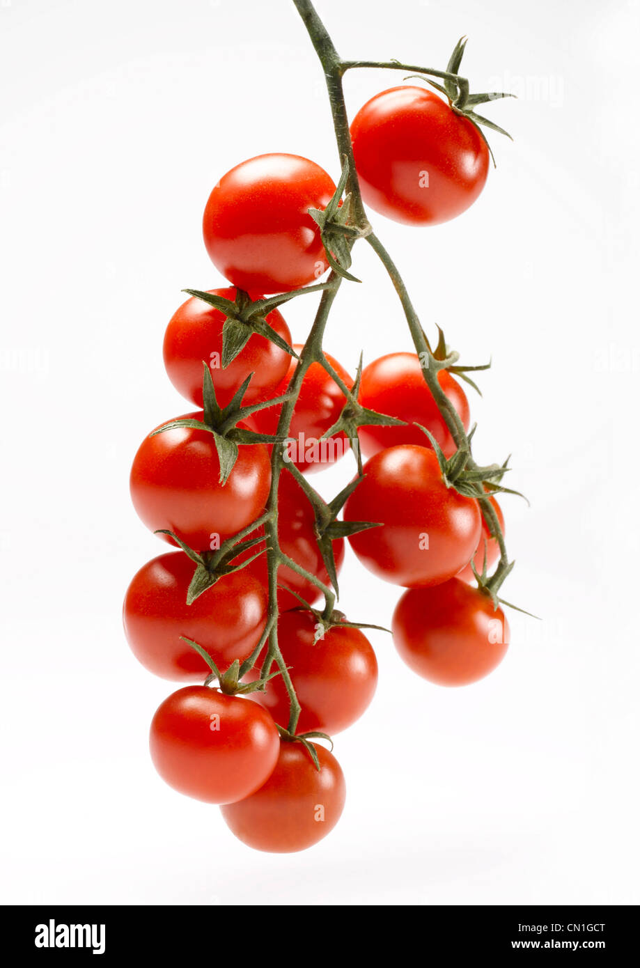 Several Cherry Tomatoes on Vine Stock Photo