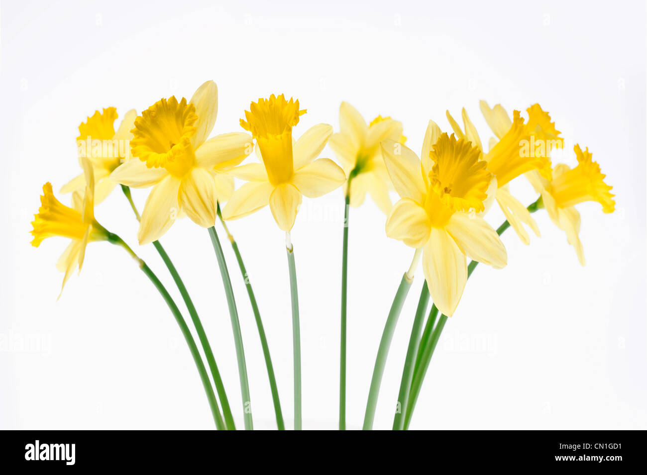 Yellow Daffodils on White Stock Photo