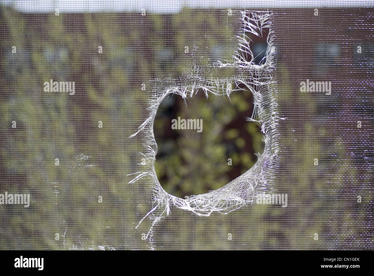 Hole Torn in Window Screen Stock Photo Alamy