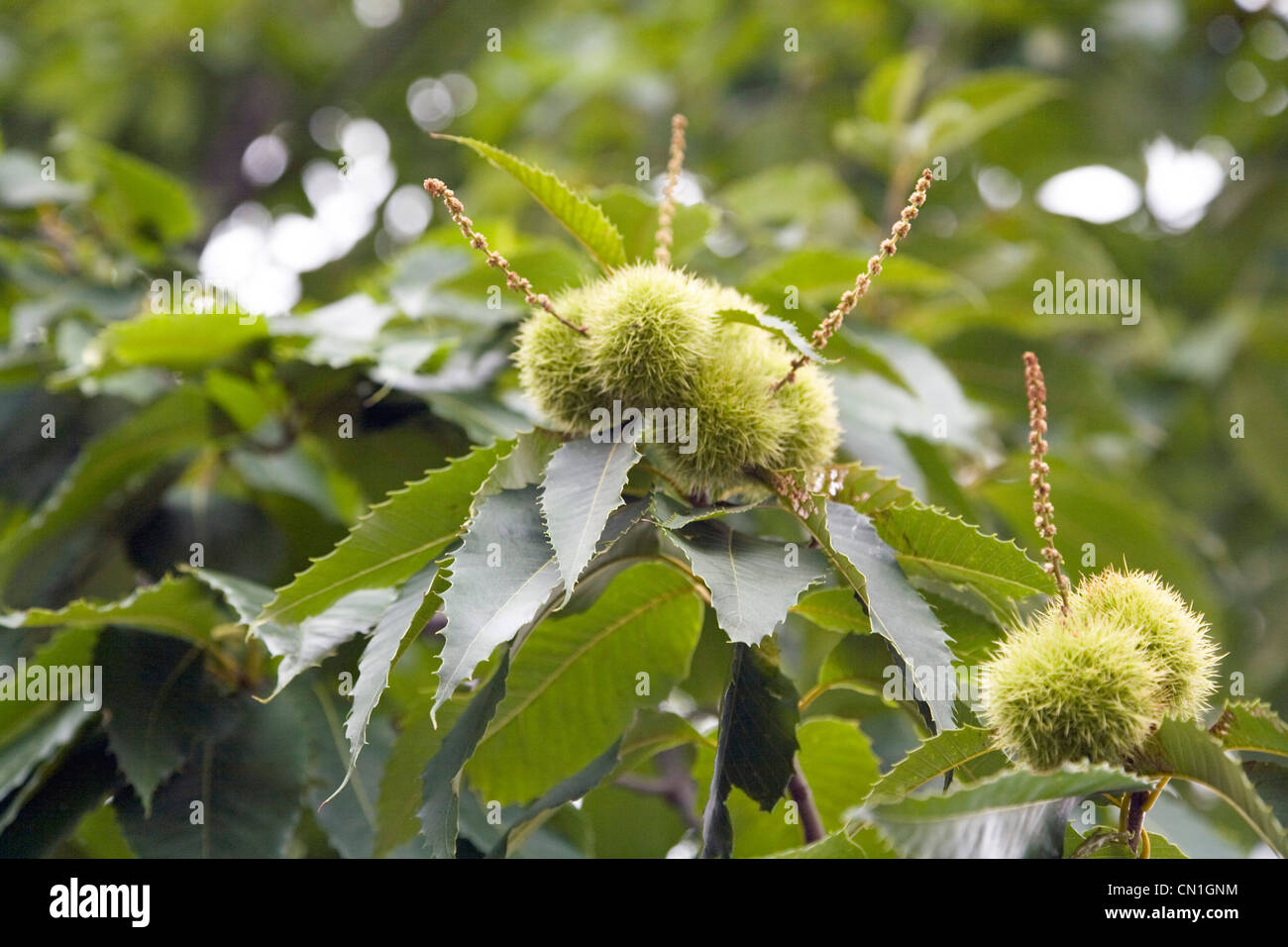 Detail of Horse Chestnut Tree Stock Photo