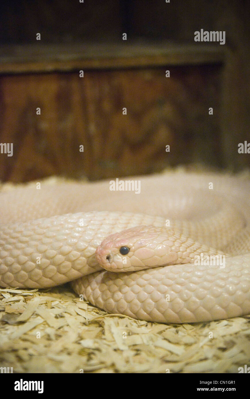 Pet Albino Snake Stock Photo Alamy