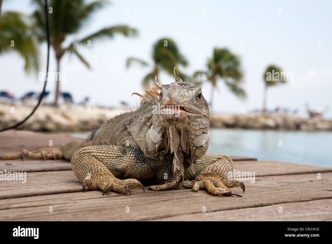 Aruba Reptile iguanas lizard Stock Photo