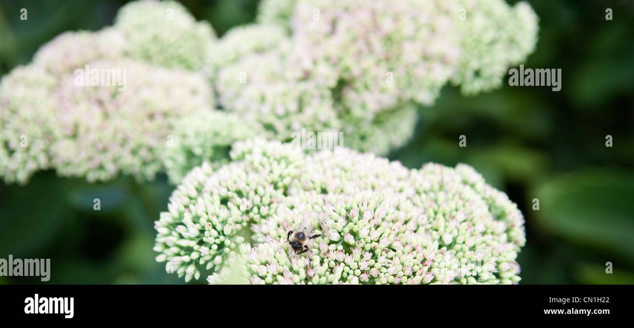 Bee on Flowers Stock Photo