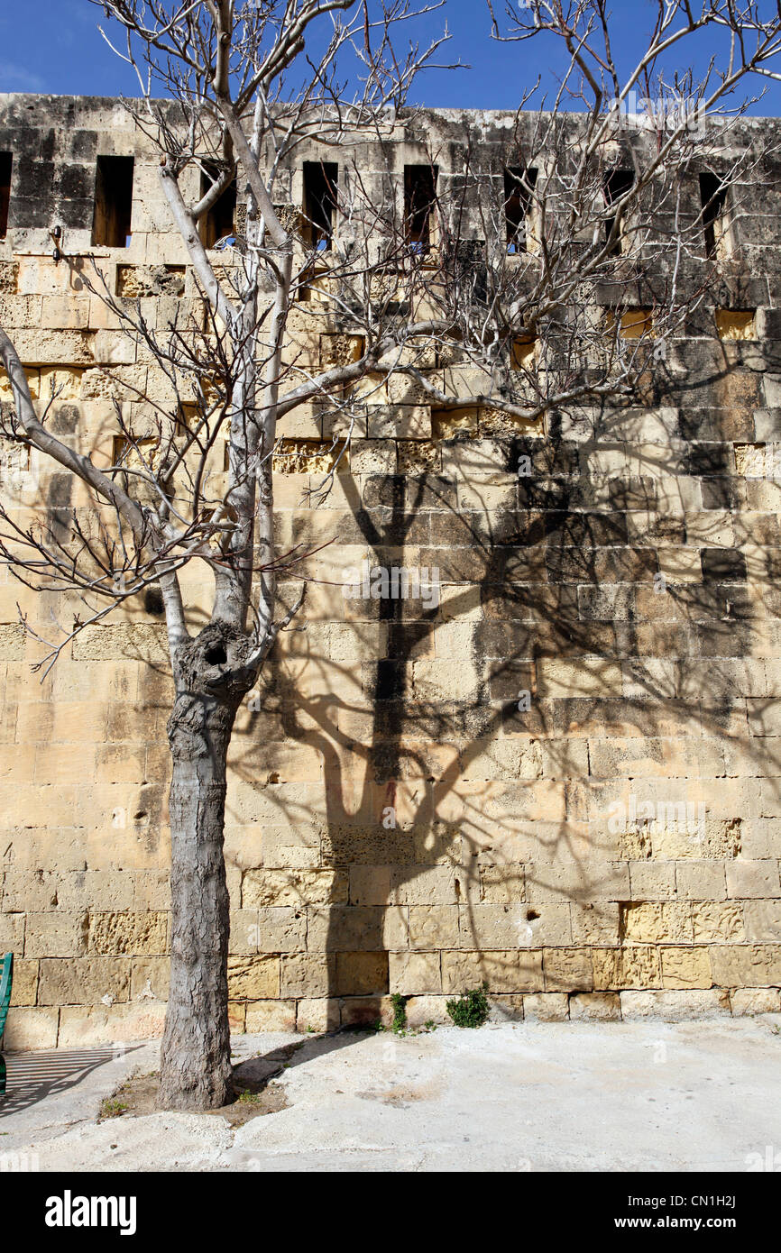 Trees against the walls of Fort St. Elmo in Valletta, Malta Stock Photo ...