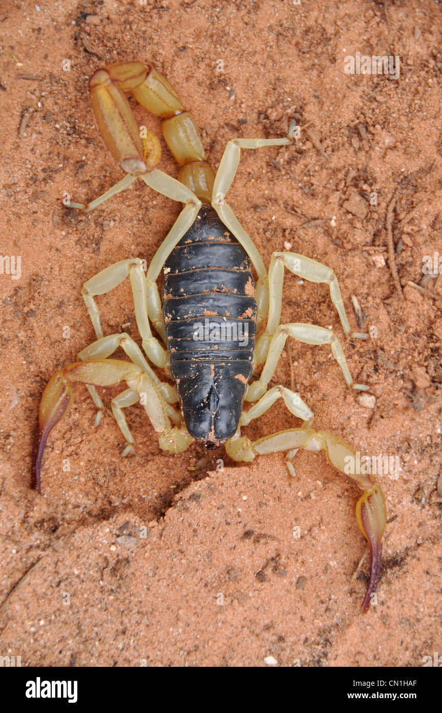 Scorpion in Northern Arizona's Kanab Creek Wilderness. Stock Photo
