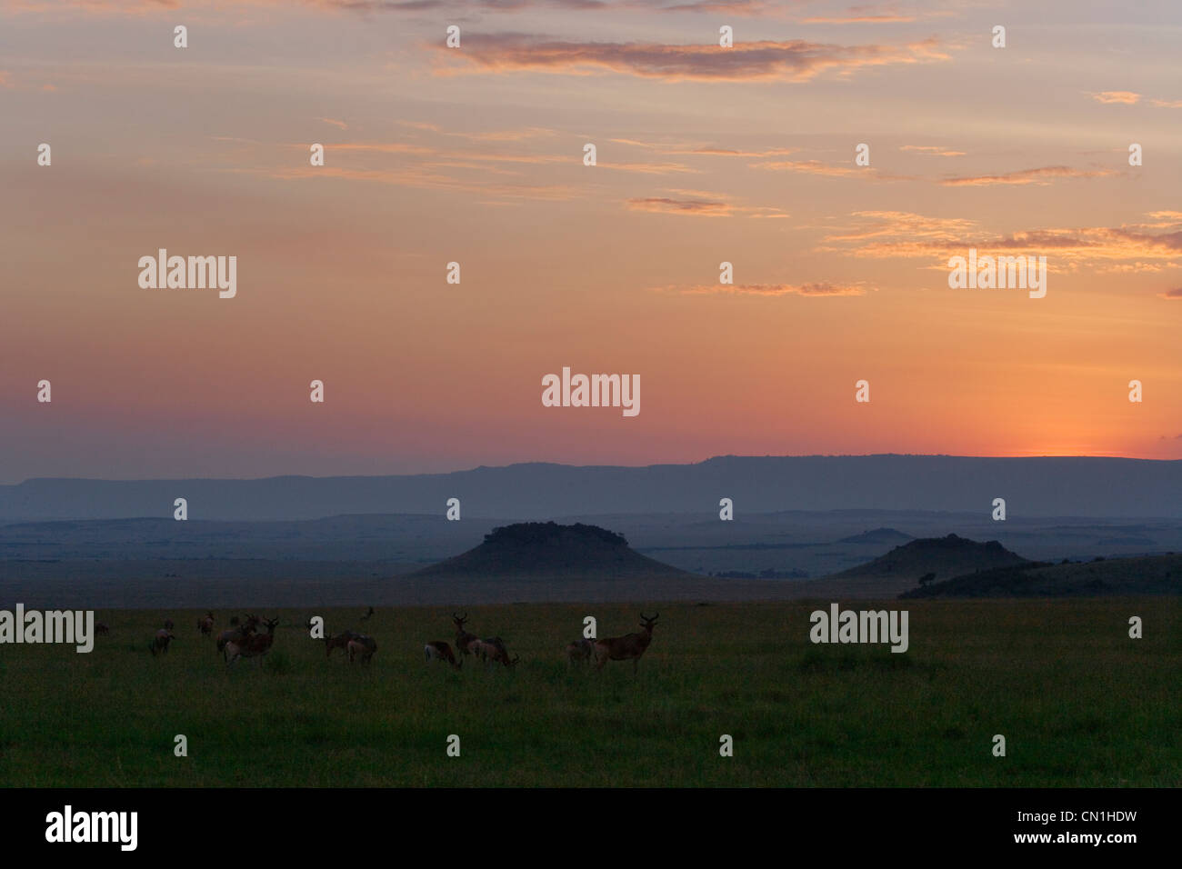 Thomson's Gazelle (Gazella thomsoni) on the savanah, Masai Mara National Reserve, Kenya Stock Photo