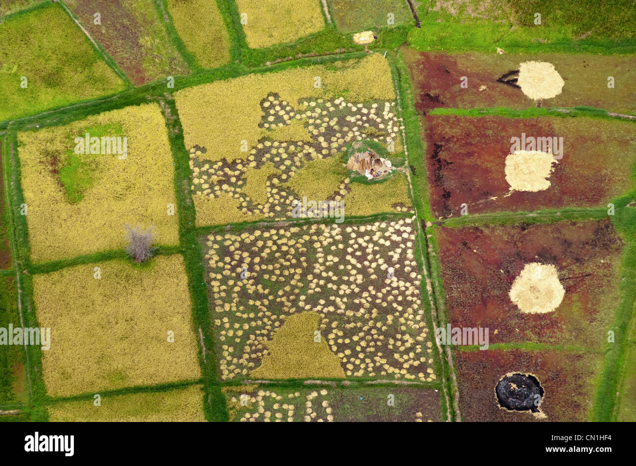 Harvest of paddy rice fields, aerial view, Moshi, Kilimanjaro Region ...
