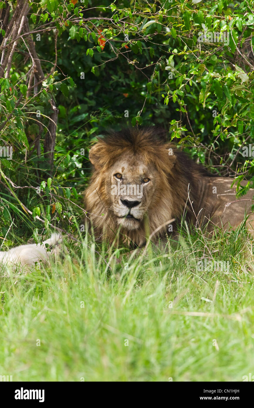 Lion, Masai Mara National Reserve, Kenya Stock Photo
