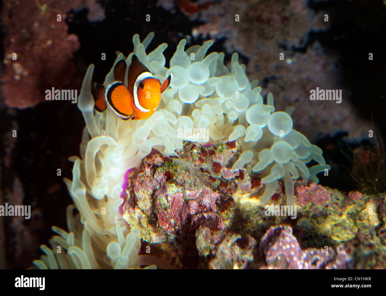 A Saltwater Aquarium Clownfish With Magnifica Anemone Stock Photo