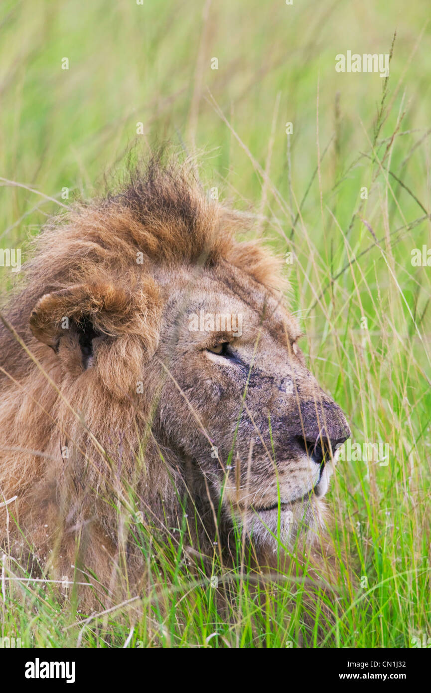 Lion in the grass, Masai Mara National Reserve, Kenya Stock Photo - Alamy