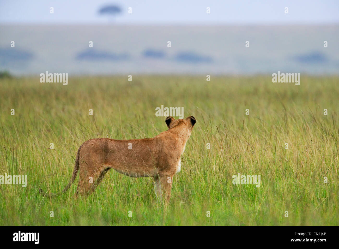 Lion in the grass, Masai Mara National Reserve, Kenya Stock Photo - Alamy