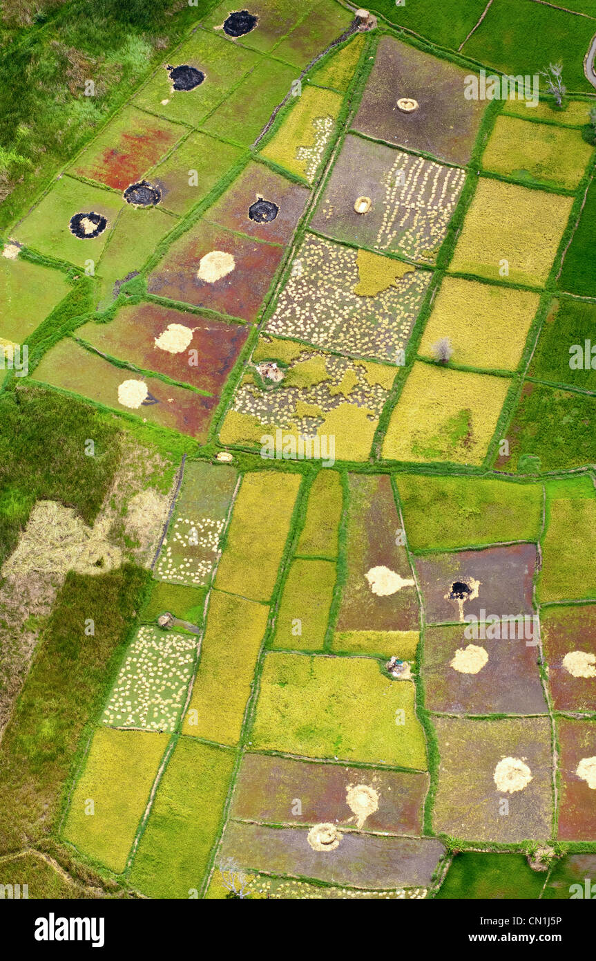 Harvest of paddy rice fields, aerial view, Moshi, Kilimanjaro Region ...
