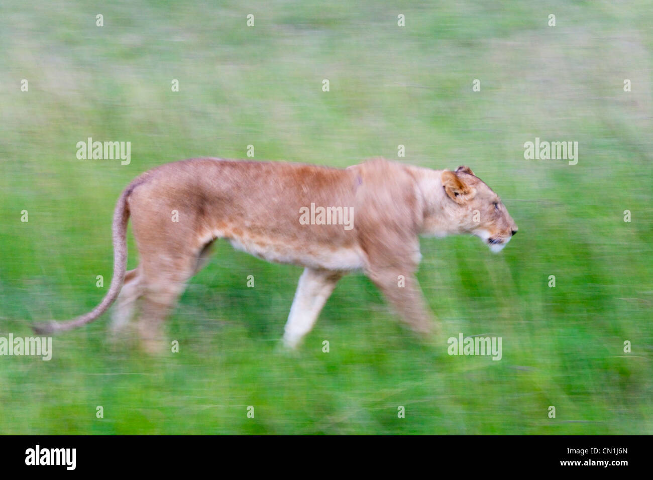 Lion on the savanah, Masai Mara National Reserve, Kenya Stock Photo - Alamy