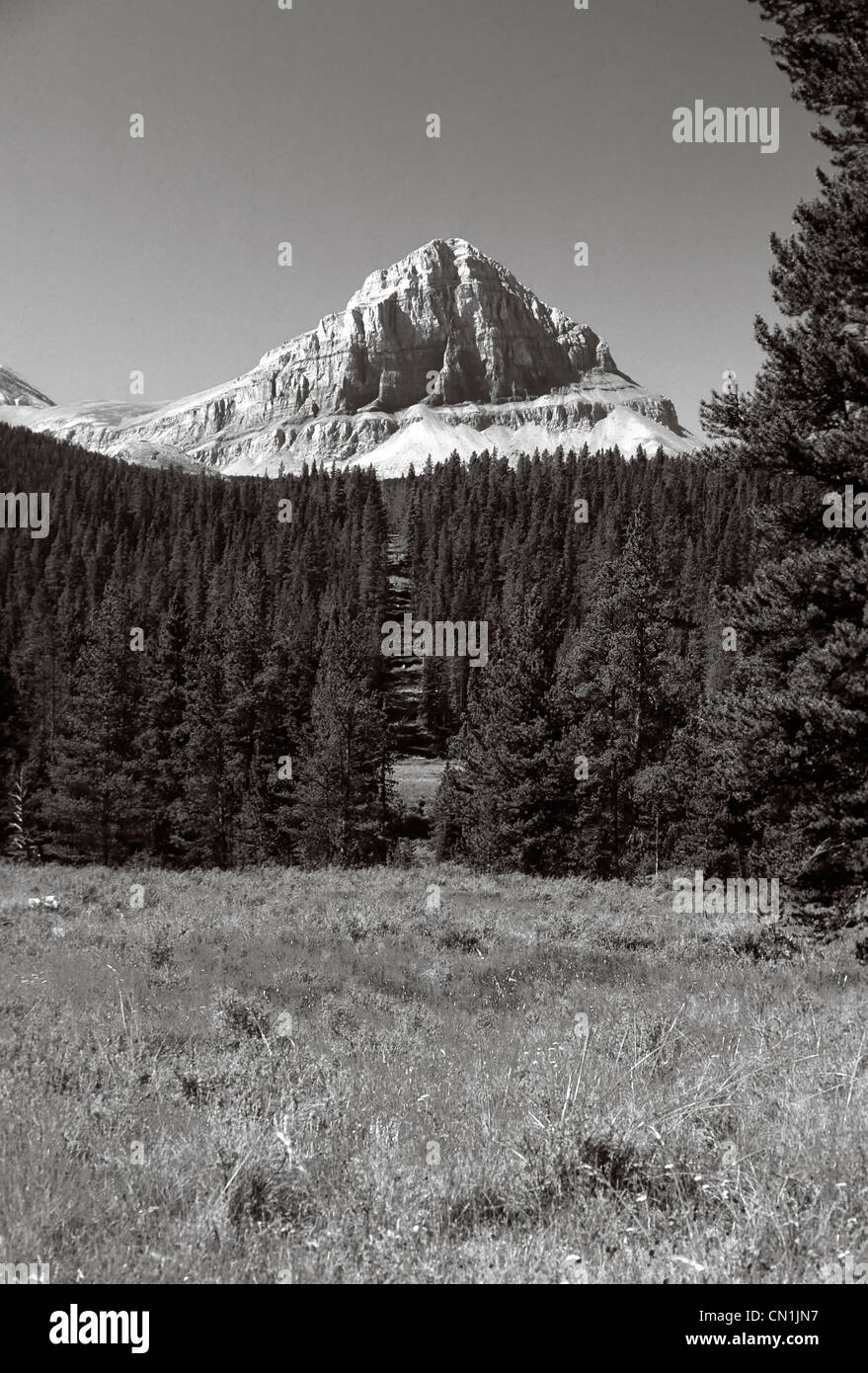 Mountain Peak above the tree line in Banff National Park Stock Photo ...