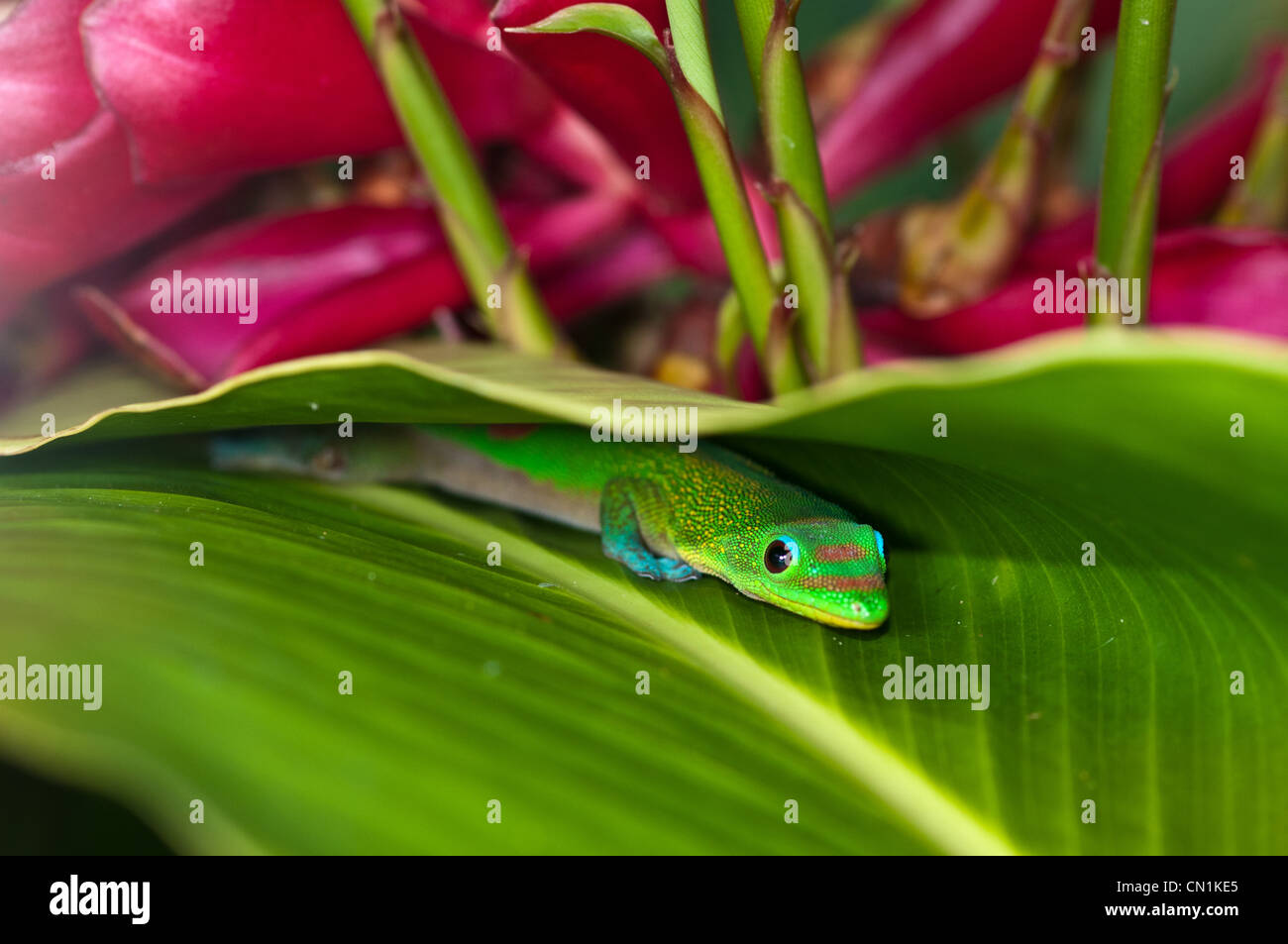Hawaii gecko hires stock photography and images Alamy