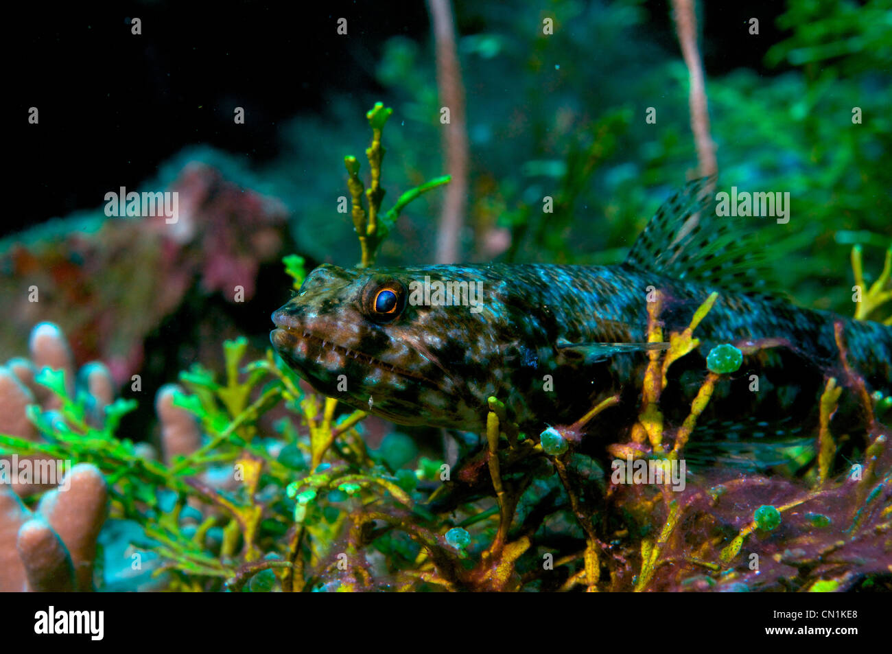 Lizard fish Stock Photo Alamy