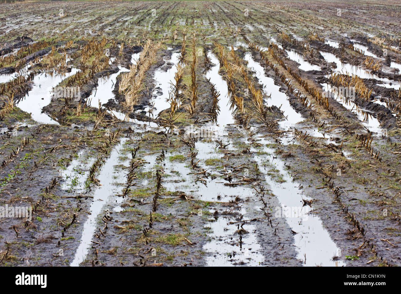 A muddy maize field, flooded after some rainy weeks in winter; tire tracks filled with water. Stock Photo