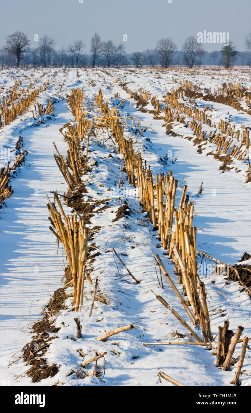 A barren maize field on a cold day in winter: stubbles and snow. Stock Photo