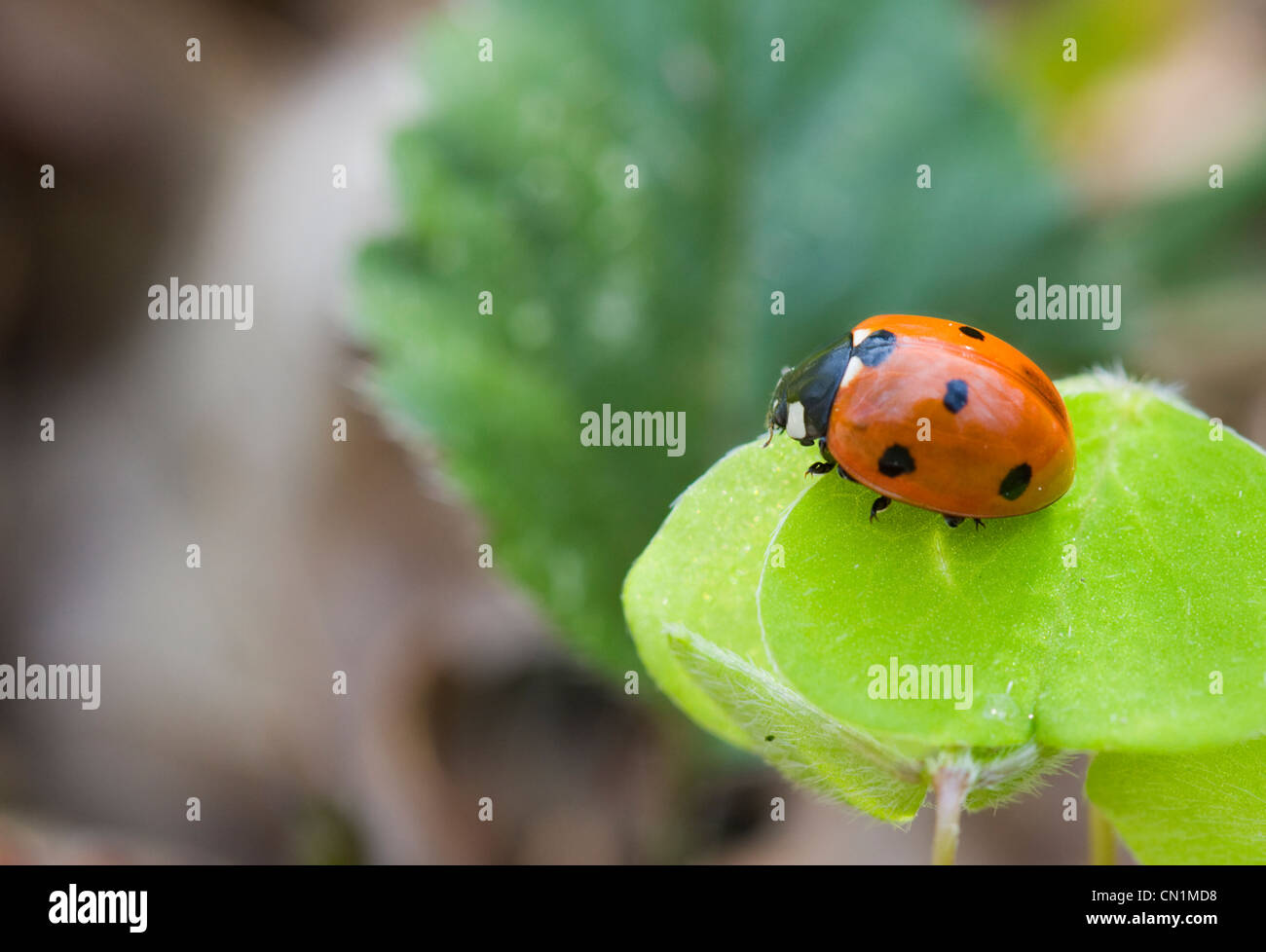 Seven-spotted ladybug, Coccinella septempunctata, ready to fly. Stock Photo