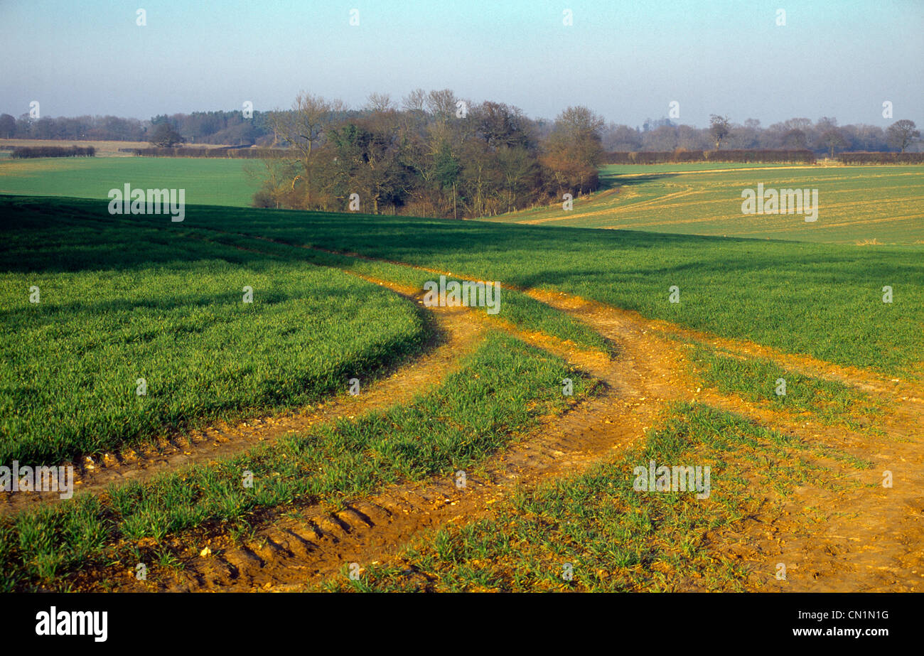 Track Through Field Stock Photo - Alamy