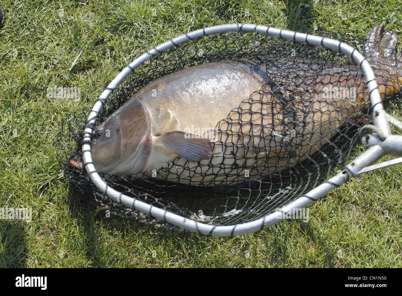 Carp in net Clearance