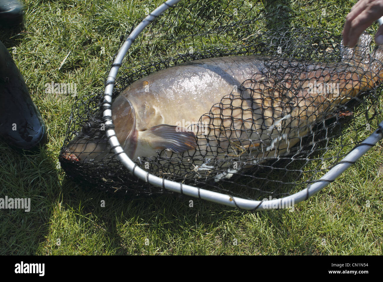 Roebel Mueritz, fishing net big carp Stock Photo - Alamy