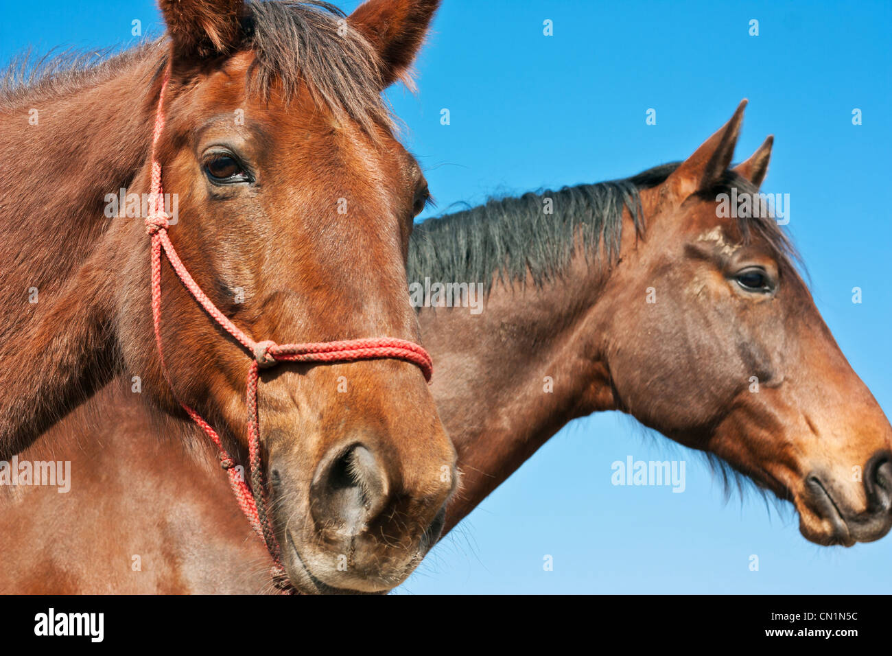 Portrait of two brown horses in profile. Stock Photo