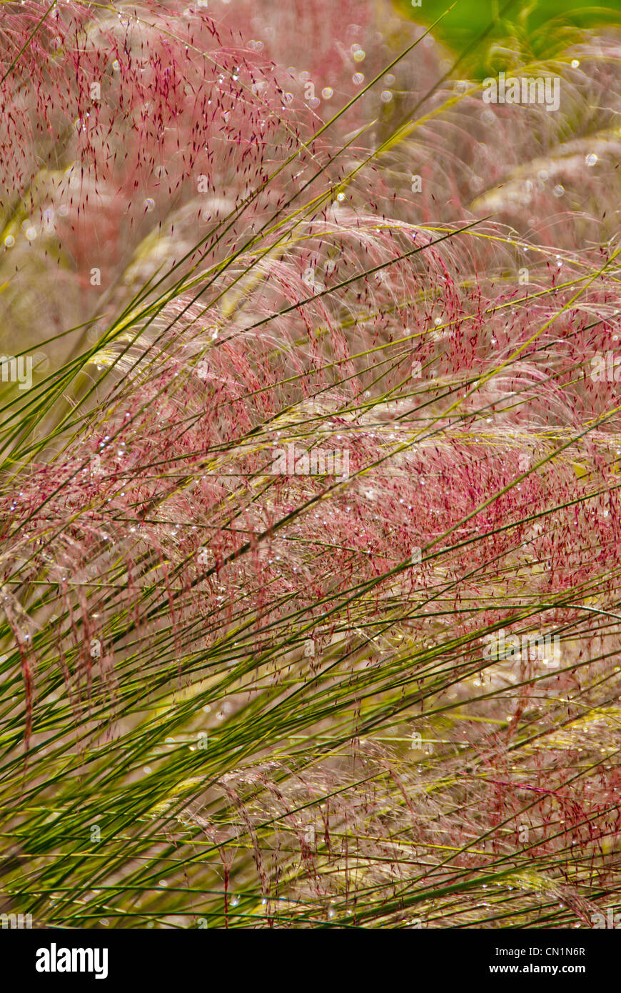 Fundo Rosa Muhly Grass Paisagem Natural Imagem de Stock - Imagem de  colorido, outono: 161156379