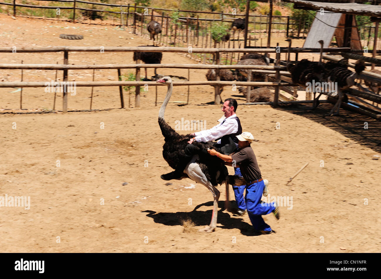 Ostrich riding at Cango Ostrich Farm near Oudtshoorn on Garden Route, Western Cape, South Africa Stock Photo