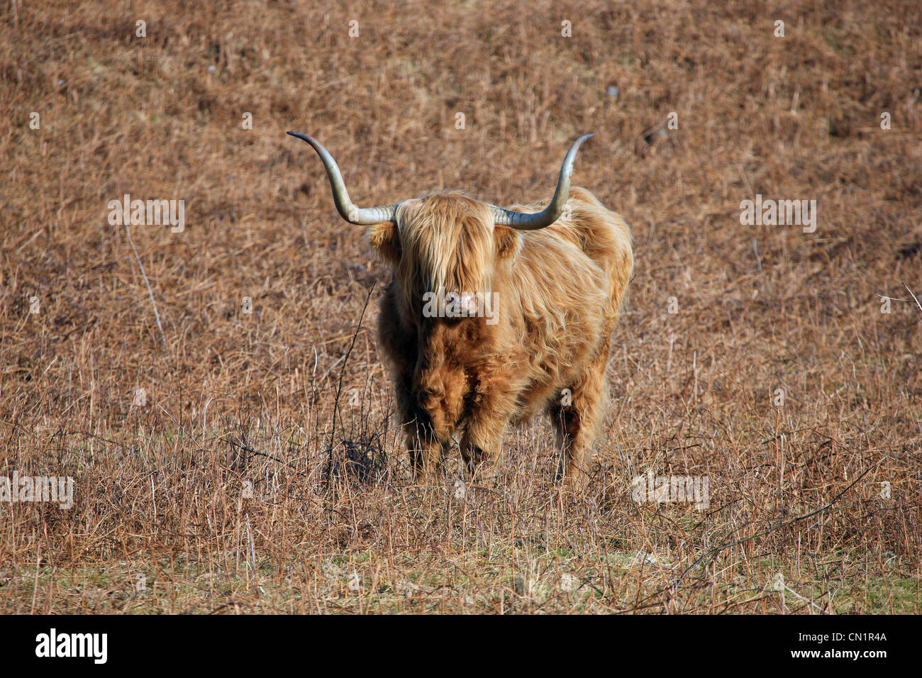 Highland cow in a field in winter in Scotland Stock Photo - Alamy