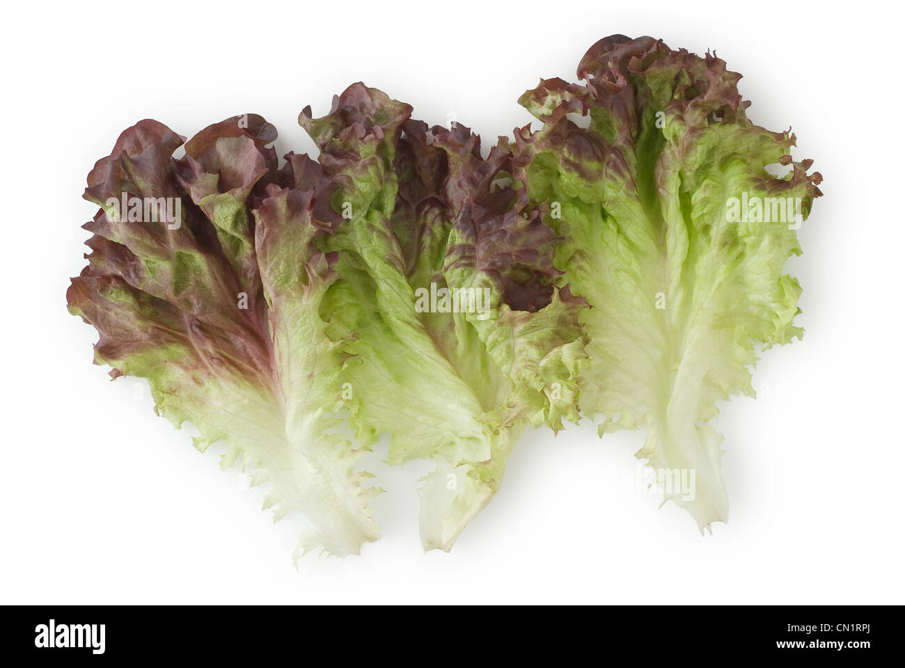 Red Leaf Lettuce as a Healthy and Nutritious Vegetable Stock Photo