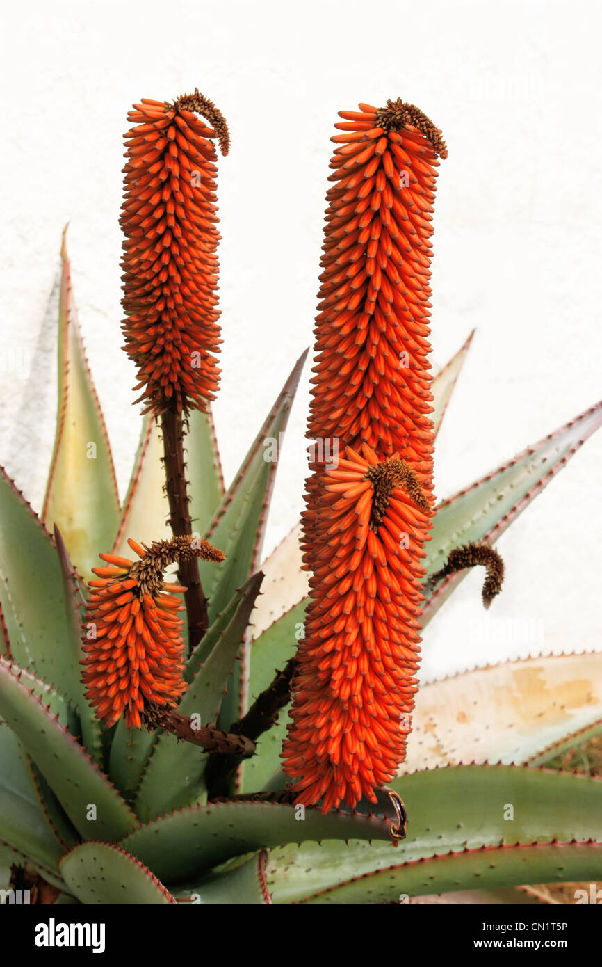 Aloe Vera plant with red - orange flowers with a white wall background Stock Photo