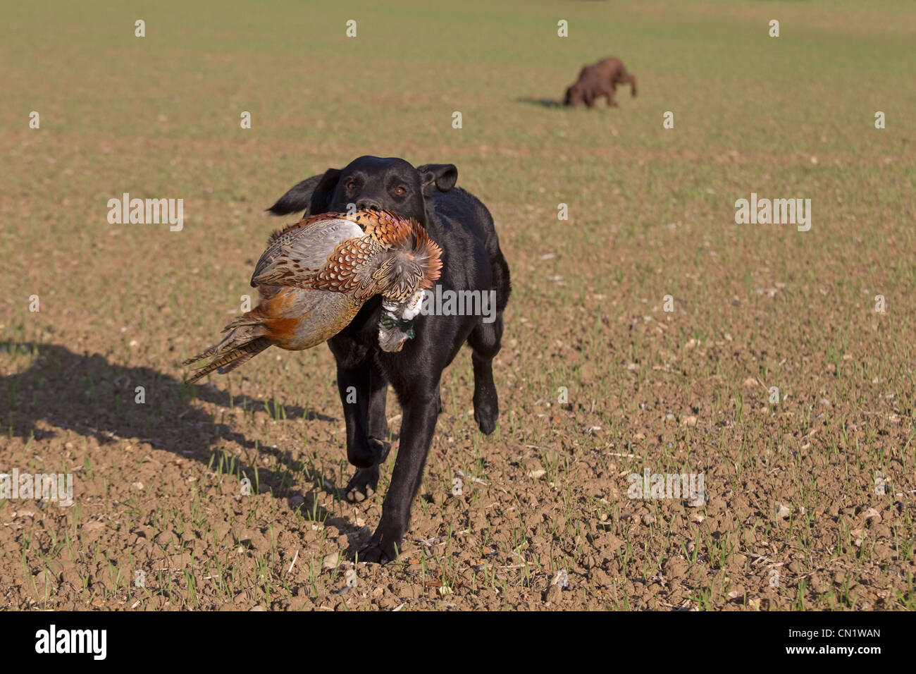 Black Labrador retrieving partridge on game shoot in Norfolk mid ...