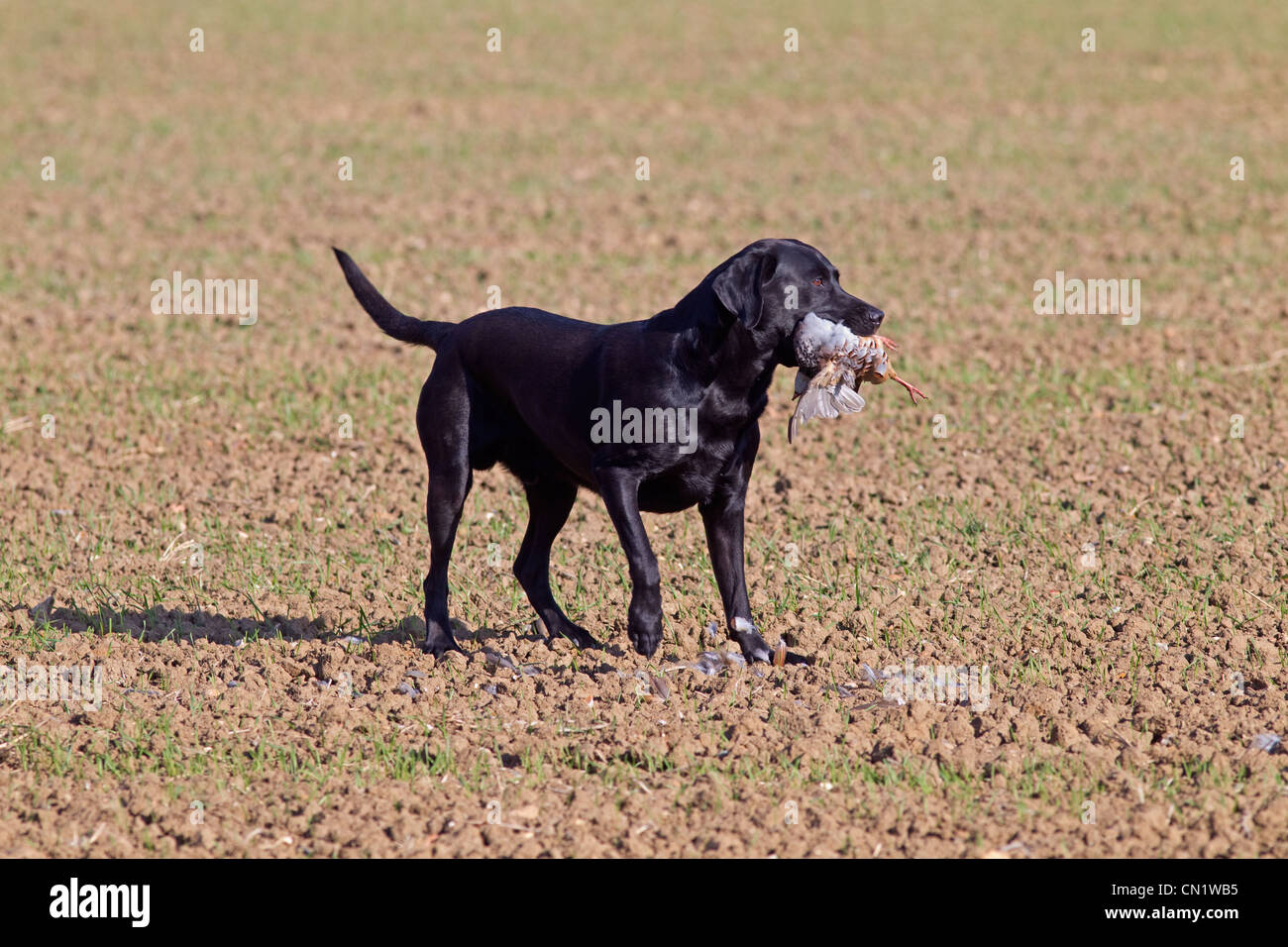Black Labrador retrieving partridge on game shoot in Norfolk mid ...