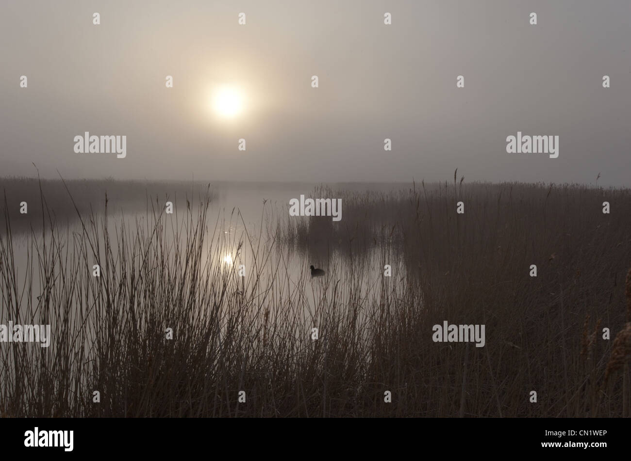 Coot and reedbeds misty evening Cley Norfolk Stock Photo