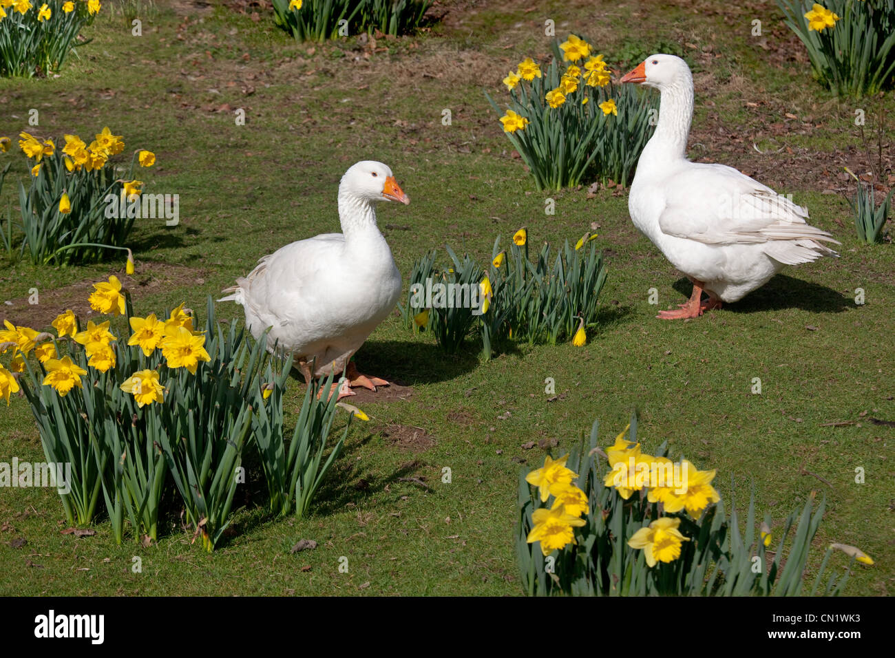 Emden Geese flock and Daffodils in garden Stock Photo