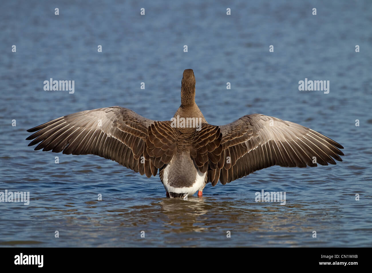 Greylag Goose Anser anser stretching Stock Photo