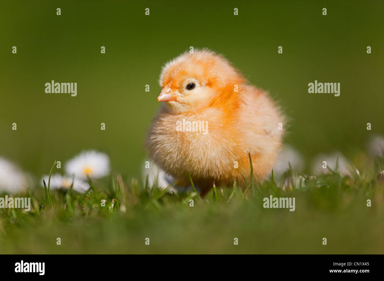 Spring Time Chickens Newly hatched Chickens in garden setting with daisies in Spring time ...