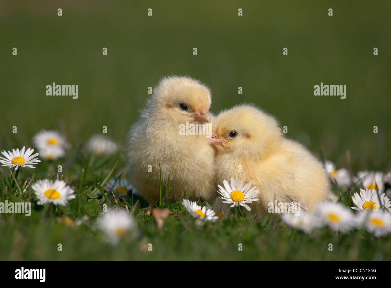 Spring Time Chickens Newly hatched Chickens in garden setting with daisies in Spring time ...