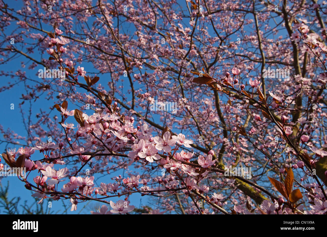 Pink Cherry Blossom Cerasifera nigra against blue sky Stock Photo