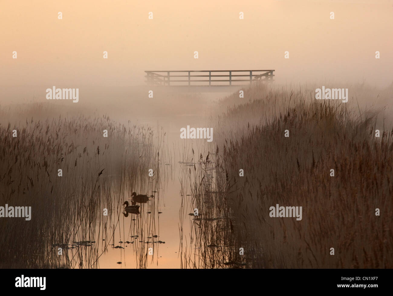 Creek and reedbeds misty evening Salthouse marshes Norfolk Stock Photo