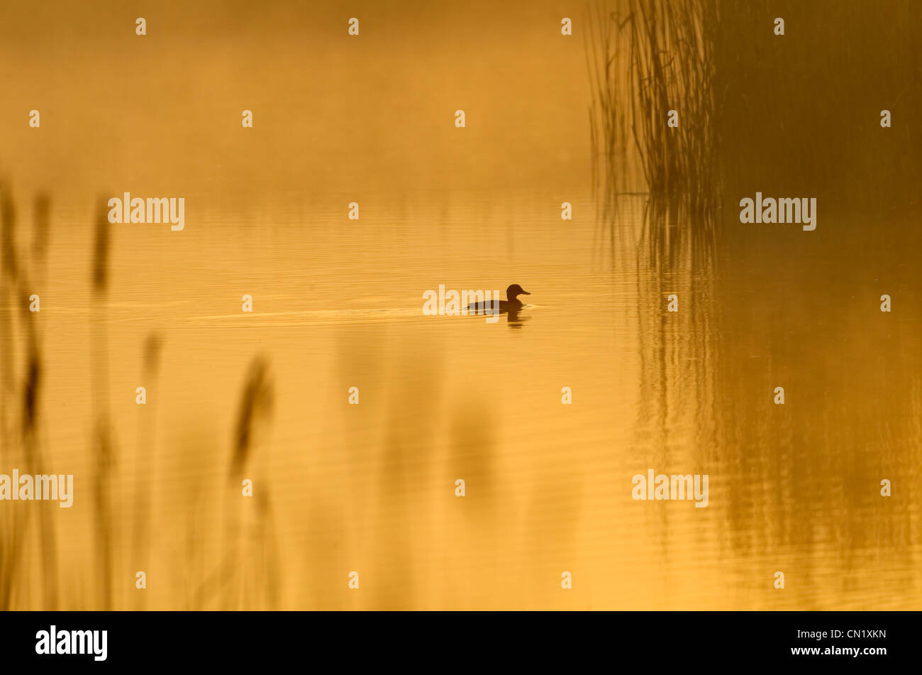 Tufted Duck and reedbeds misty evening Cley Norfolk Stock Photo
