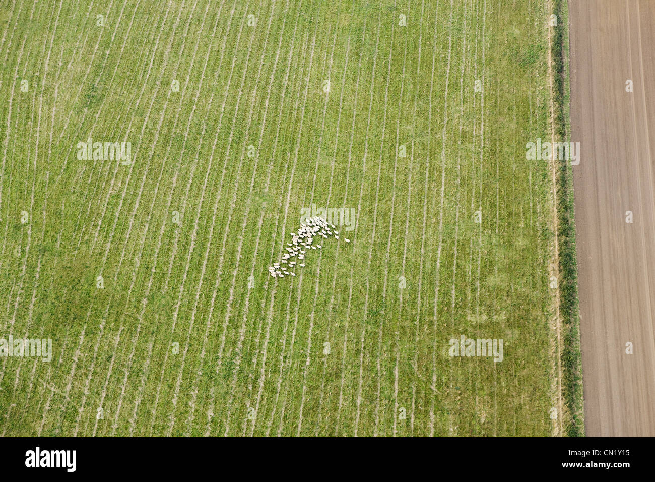 Aerial view of sheep in field, UK Stock Photo