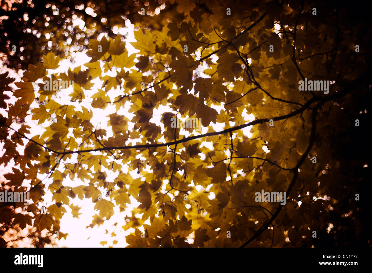 Sun seeps through the leaves of a tree Stock Photo