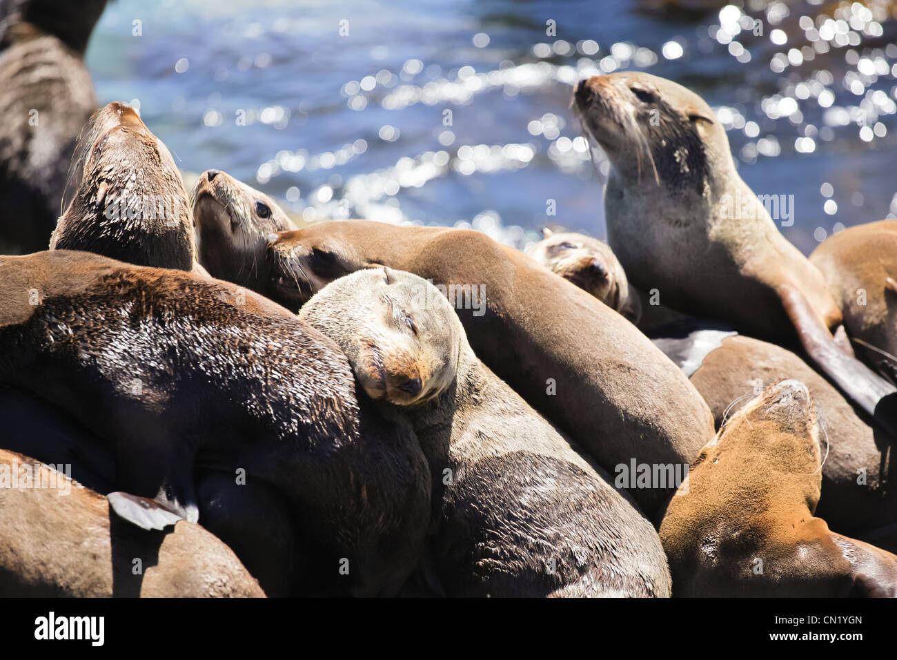 South africa seals hires stock photography and images Alamy