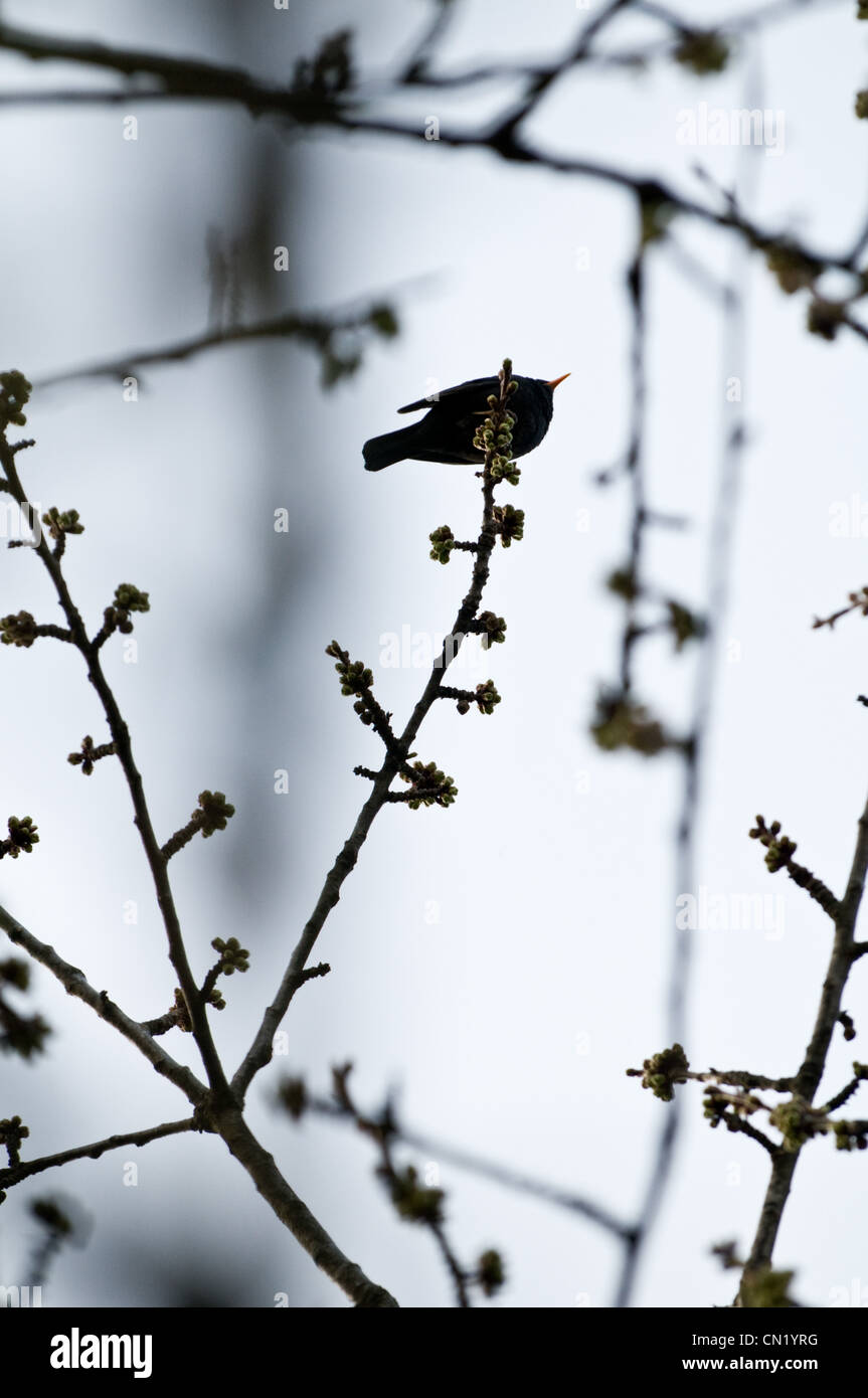 Blackbird siting on a branch Stock Photo