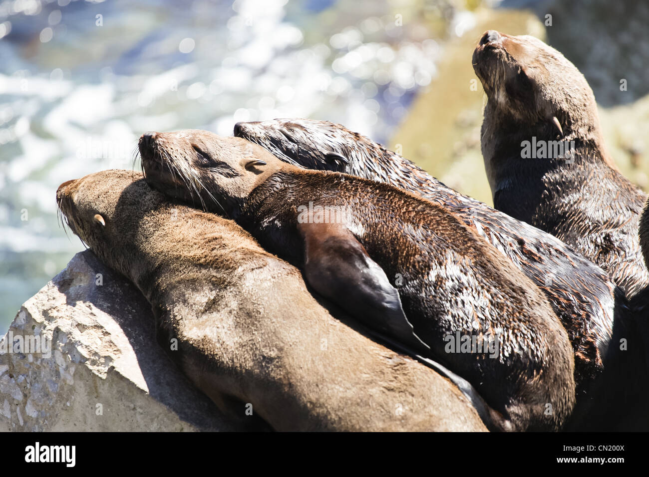 cape fur seals basking in the sun at Hermanus New Harbour, near Cape