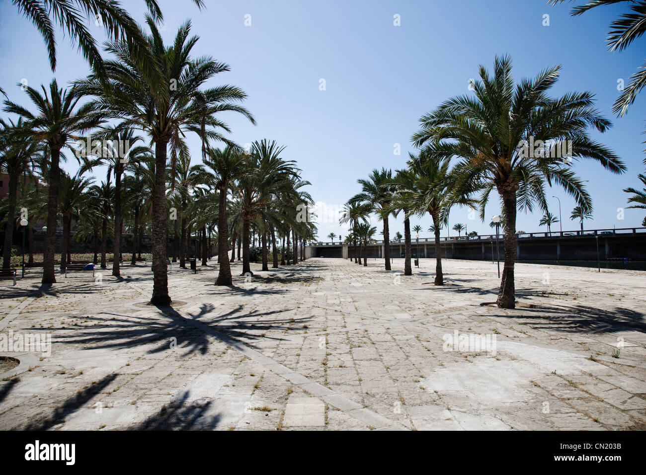 Palm trees and promenade, Majorca, Spain Stock Photo
