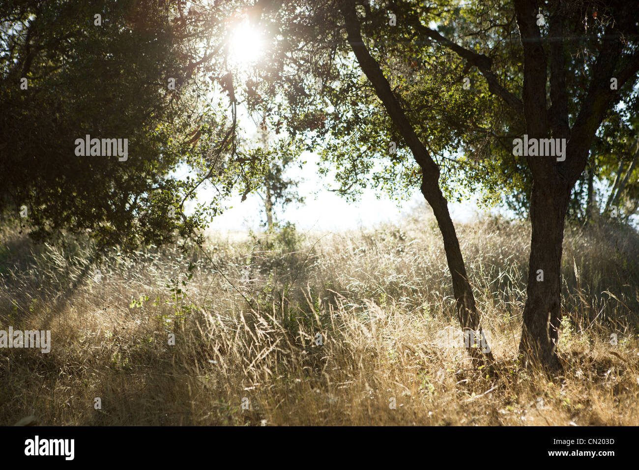 Sun shining through the trees of an open, grassy field Stock Photo